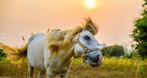 عکس اسب غروب
