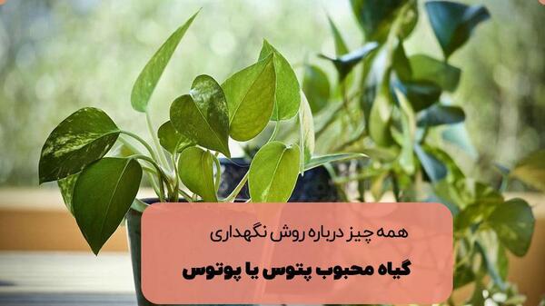 عکس گل پتوس