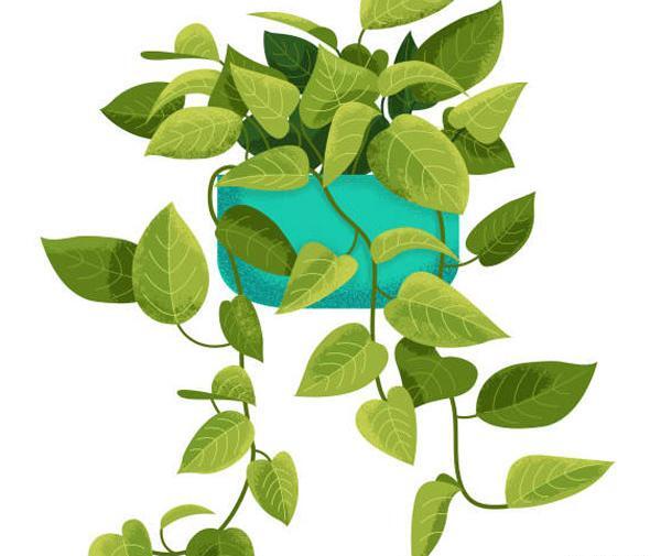 عکس گل پتوس