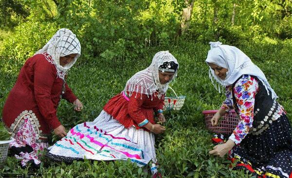 عکس روز جهانی چای
