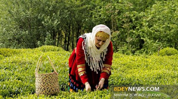 عکس روز جهانی چای