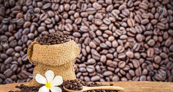 دانلود عکس کرفس