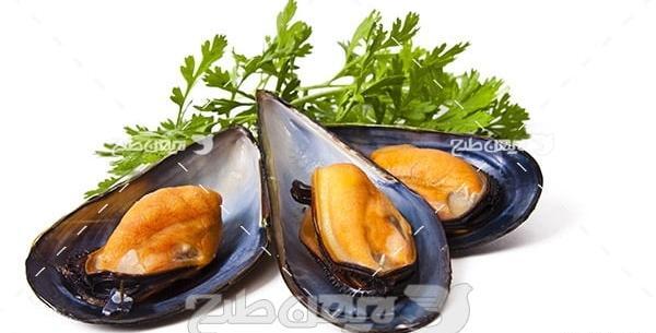 عکس صدف رنگارنگ