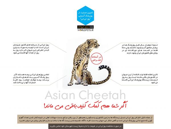 عکس یوز پلنگ ایران