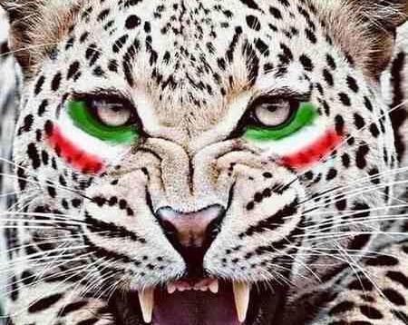عکس یوز پلنگ ایران