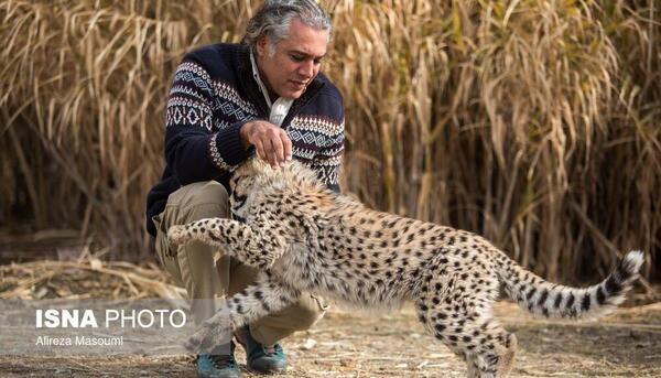 عکس یوز پلنگ ایران