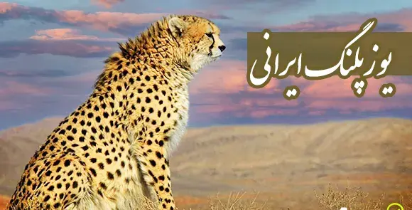 عکس یوز پلنگ ایران