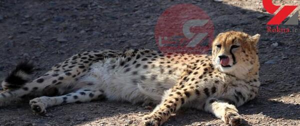 عکس یوز پلنگ ایران