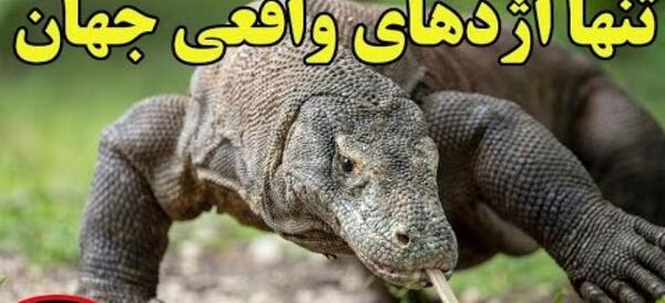 عکس مارمولک لب