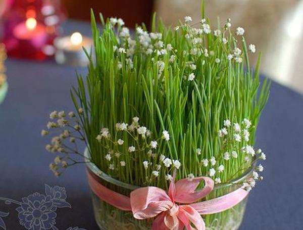عکس سبزه قشنگ