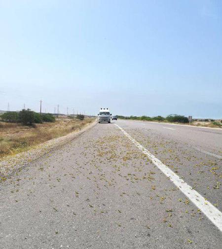 عکس جاده گناوه
