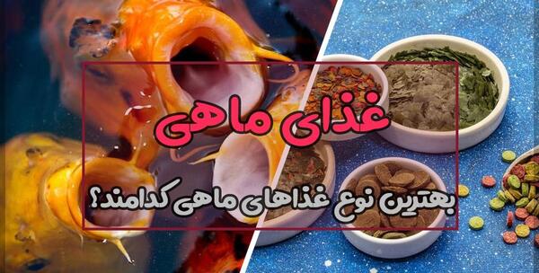 عکس غذای ماهی ایرانی