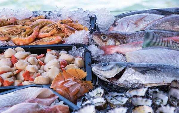 عکس غذای ماهی ایرانی