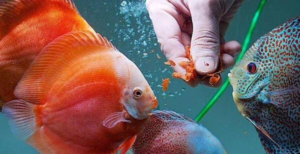 عکس غذای ماهی ایرانی