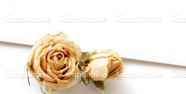 عکس گل رز خشک شده