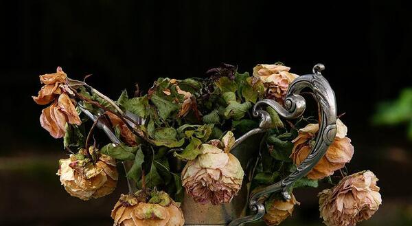 عکس گل رز خشک شده