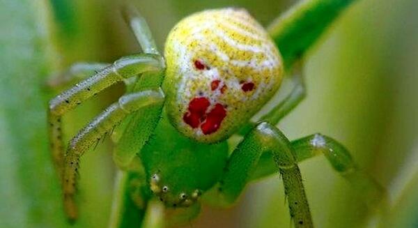 عکس عنکبوت صورت