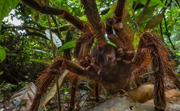 عکس عنکبوت صورت
