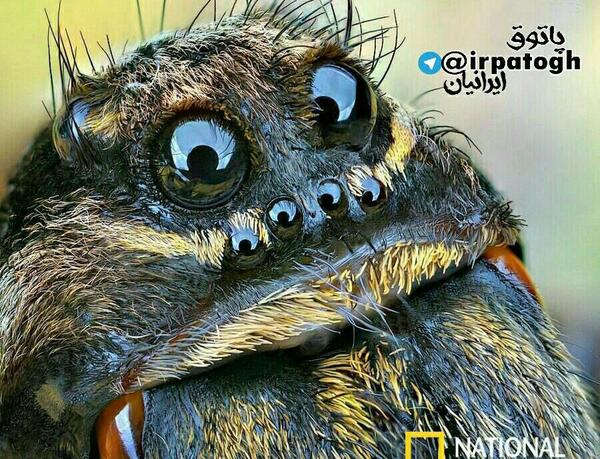 عکس عنکبوت صورت