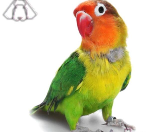 عکس مرغ عشق کوتوله