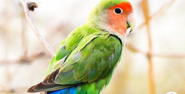 عکس مرغ عشق کوتوله