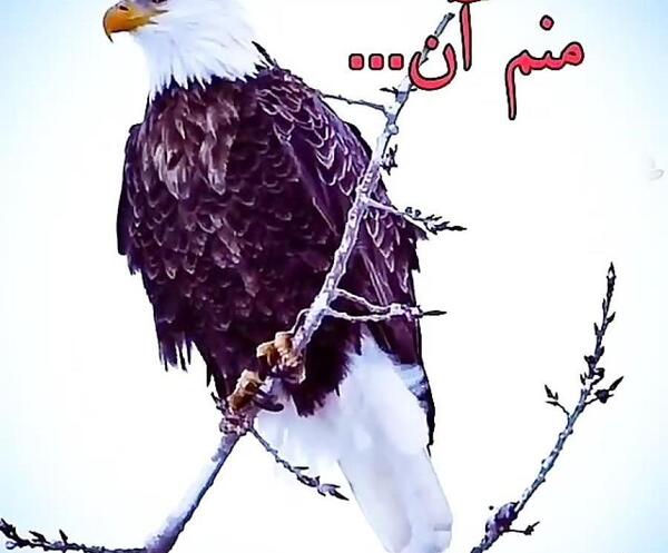 عکس عقاب خفن برای پروفایل