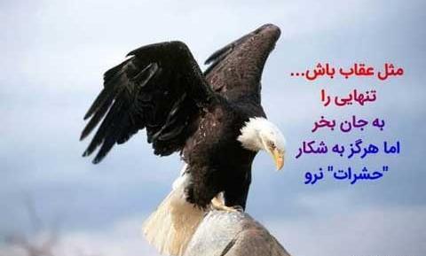 عکس عقاب خفن برای پروفایل