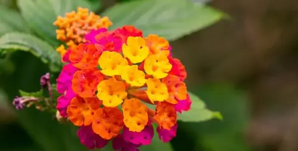 عکس گل طبیعی مرجان