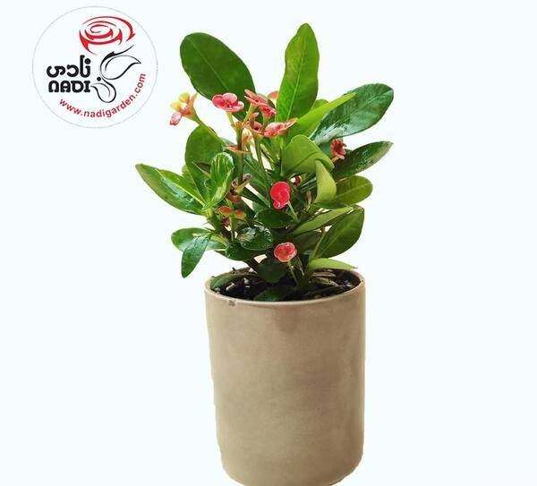 عکس گل طبیعی مرجان