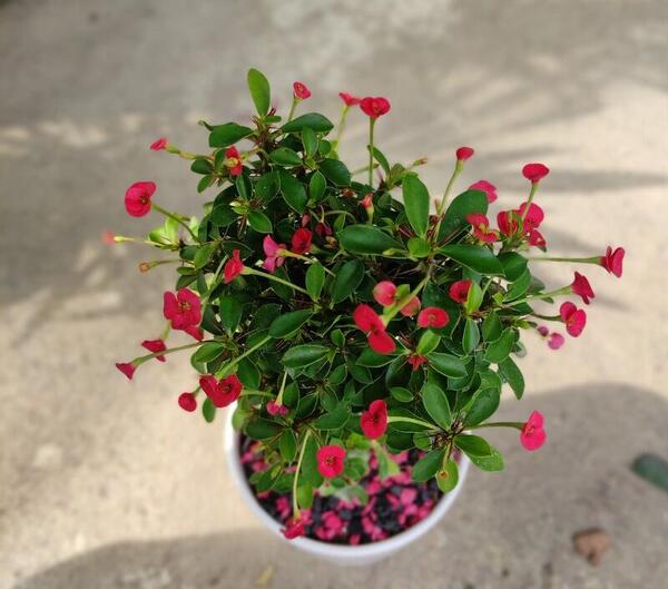 عکس گل طبیعی مرجان