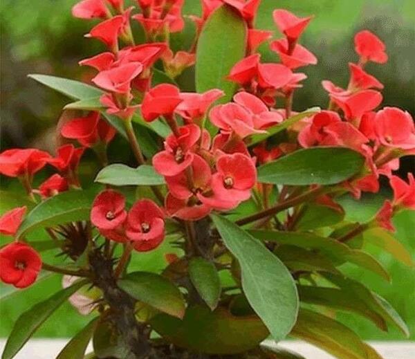 عکس گل طبیعی مرجان