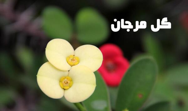 عکس گل طبیعی مرجان