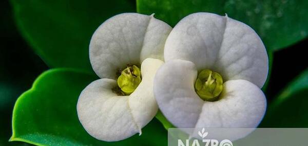 عکس گل طبیعی مرجان