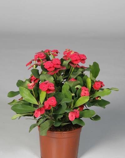 عکس گل طبیعی مرجان