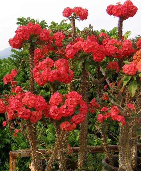 عکس گل طبیعی مرجان
