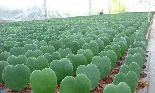 عکس کاکتوس گل داده