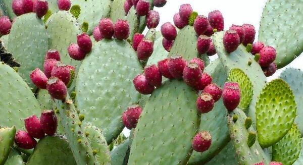 عکس کاکتوس گل داده