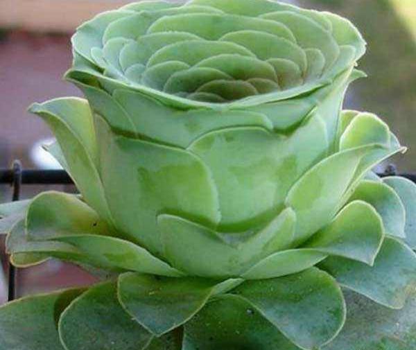 عکس کاکتوس گل داده