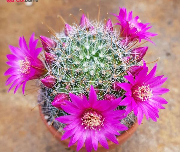 عکس کاکتوس گل داده