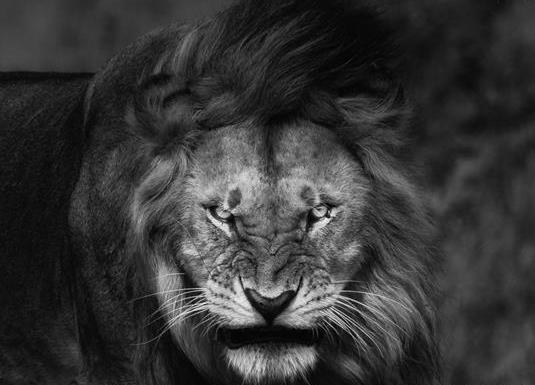 عکس شیر رنگی برای پروفایل