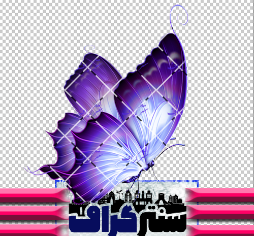 عکس پروانه آبی رنگ
