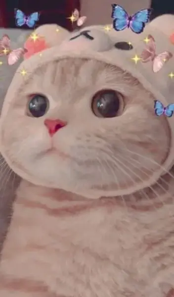 عکس گربه ملوس برای پس زمینه