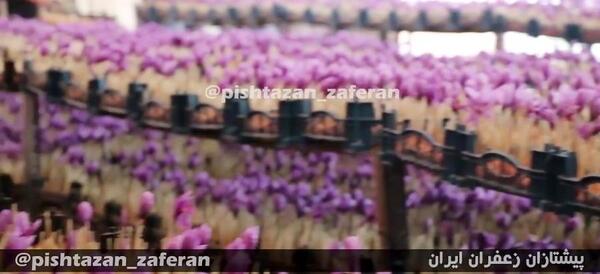 عکس فیلم زعفران