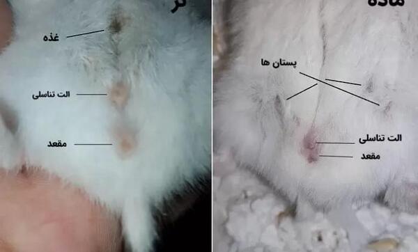 عکس موش همستر