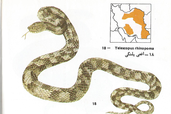 عکس مار پلنگی