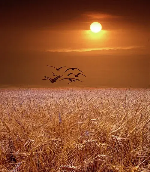 عکس گندم زار در غروب