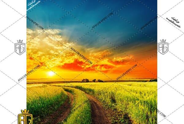 عکس گندم زار در غروب
