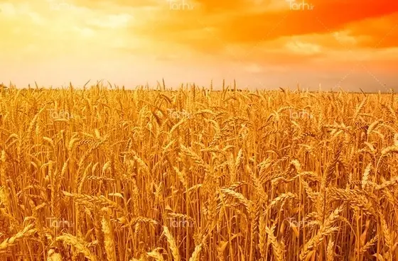 عکس گندم زار در غروب