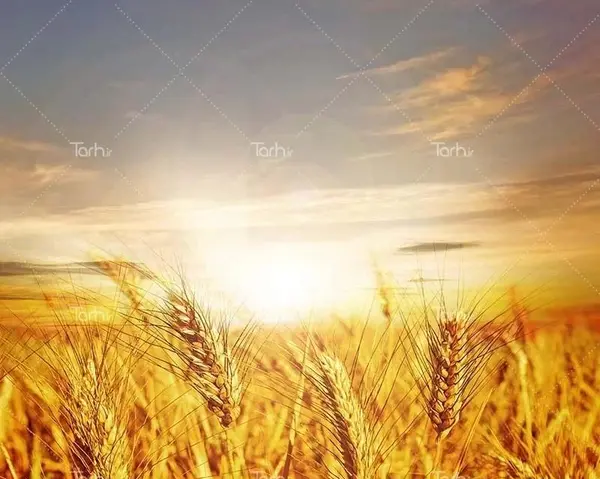 عکس گندم زار در غروب