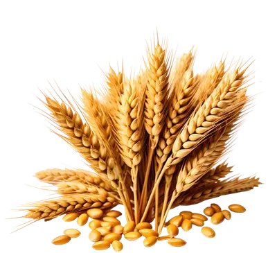 عکس گندم زار در غروب